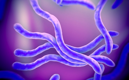 An illustration of the spiral-shaped bacterium that causes Lyme disease